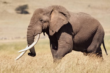 Gerçekten büyük erkek fil (Loxodonta africana).