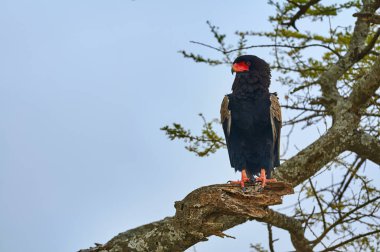 Bateleur (Terathopius ecaudatus)