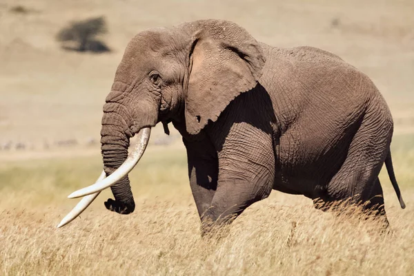 Naprawdę duży słoń męski (Loxodonta africana). — Zdjęcie stockowe