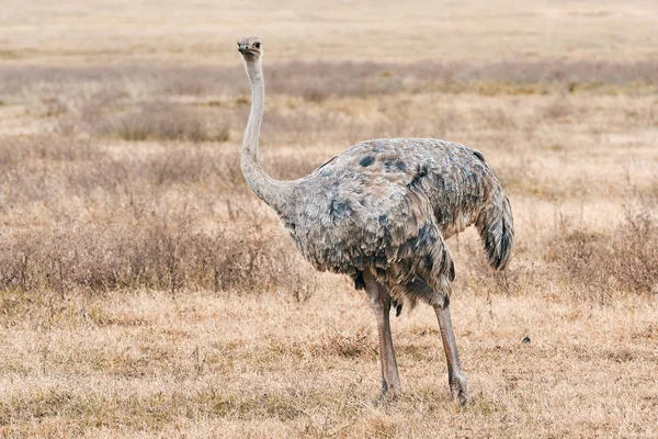 Struzzo femmina grande (Strutio camelus ) — Foto Stock