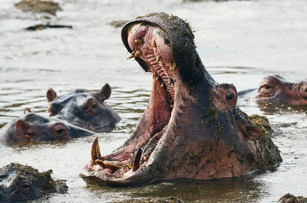 カバ(カバ)は、その大きな口を開きます. — ストック写真