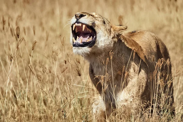 La leona ruge en la sabana — Foto de Stock