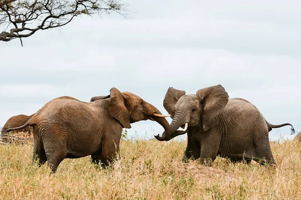 Dos elefantes peleando . — Foto de Stock