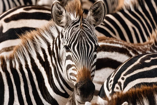 Porträt eines Zebras unter seinen Gefährten. — Stockfoto