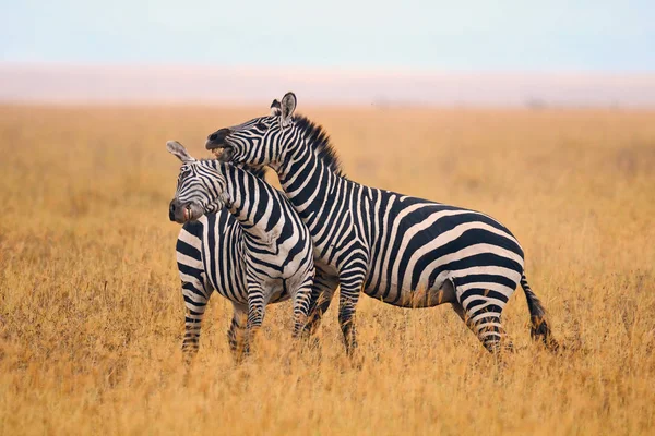 Zebras kämpfen in der Savanne. — Stockfoto