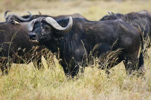 Afrikaanse buffel (Syncerus caffer) met een Oxpecker op de snuit. — Stockfoto