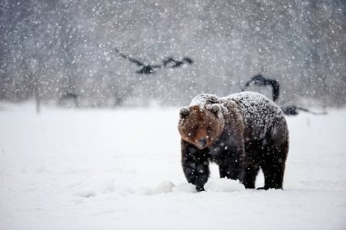 Kış aylarında kahverengi ayı ve kargalar