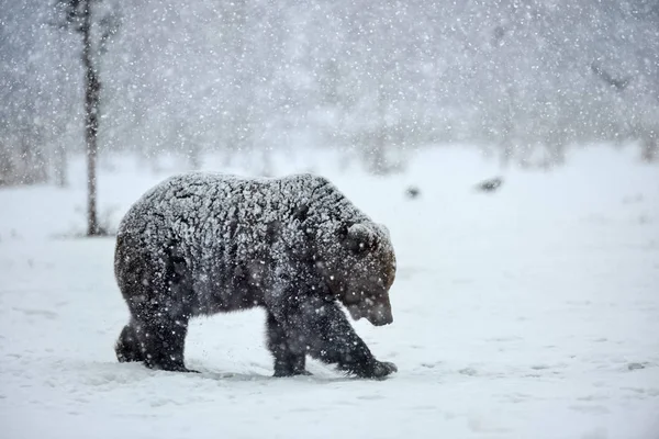 Бурий ведмідь у зимовий період — стокове фото