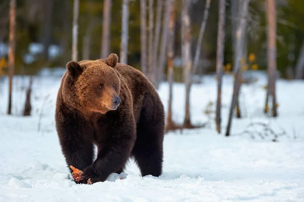 Bruine beer (Ursus arctos) in de winter — Stockfoto