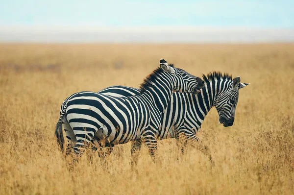 Zebras harcol a szavanna. — Stock Fotó