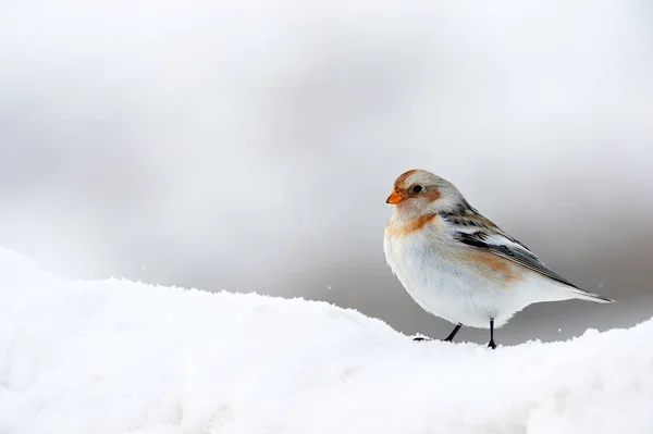 Passarinho (Snow bunting) no inverno — Fotografia de Stock