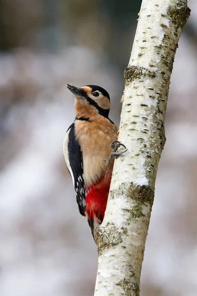 Male great-spotted Male great-spotted woodpecker (Dendrocopos ma — Stock Photo, Image