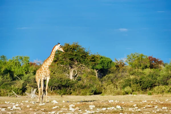 Giraffe in de savanne. — Stockfoto