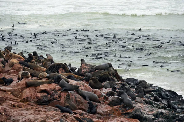 Colônia de focas de pele na Namíbia — Fotografia de Stock