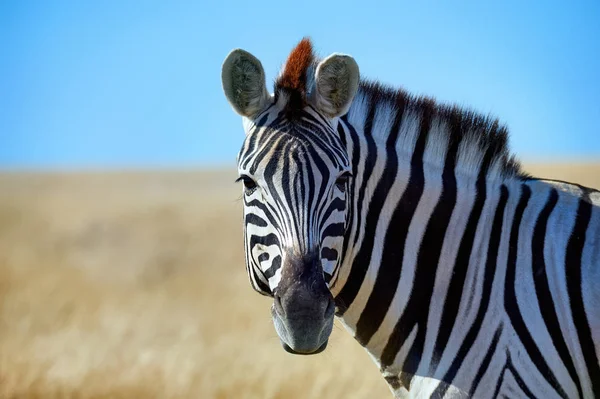 Belo retrato de uma zebra — Fotografia de Stock