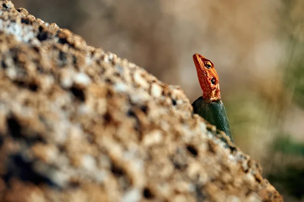 在一块岩石上的男性鬣蜥 — 图库照片