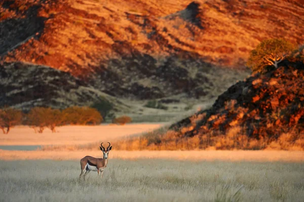 Springbok (Antidorcas marsupialis) bete i savannen — Stockfoto