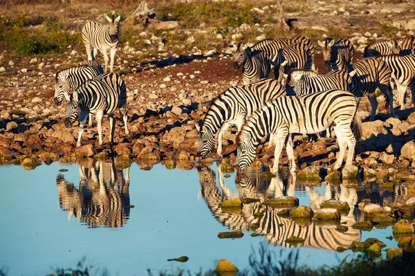 Las cebras de Burchell (Equus quagga burchellii) beben en un abrevadero —  Fotos de Stock