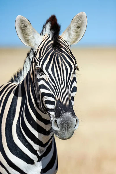 Vertikales Porträt eines Zebras. — Stockfoto