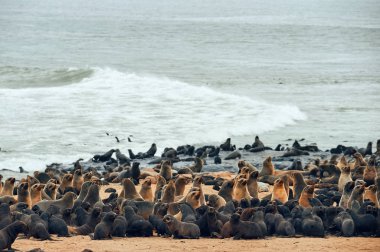 Cape kürk fokları kolonisi, Arctocephalus pusillus, Namibya