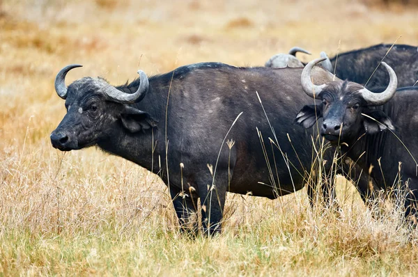 Afrikansk buffel (Syncerus caffer)). — Stockfoto