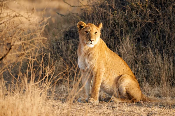 Lejoninna (Panthera leo) liggande i gräset. — Stockfoto