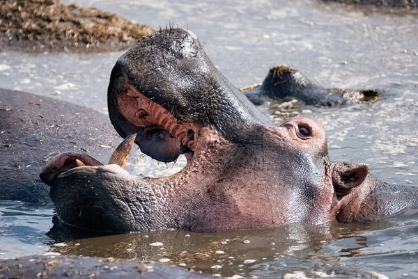 Hippopotamus (Hippopotamus amfius) opent zijn grote mond. — Stockfoto