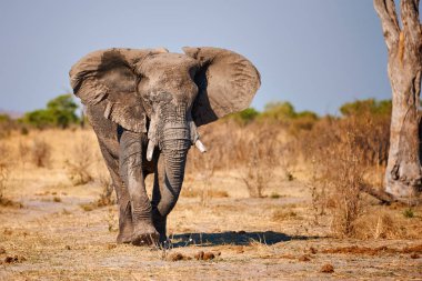 Big elephant walking in an african park clipart