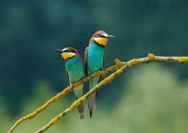 İki güzel Avrupa arı yiyiciler (Merops apiaster)