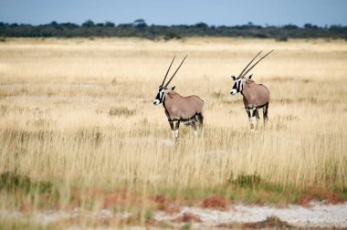 Namibya'da iki güney oryx (Oryx gazella)