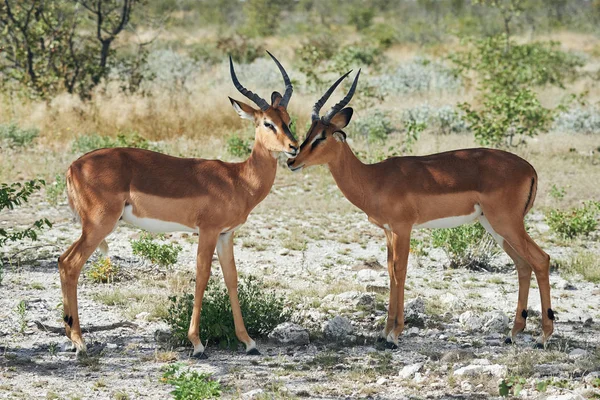 Δύο μαύρες που αντιμετωπίζουν impala — Φωτογραφία Αρχείου