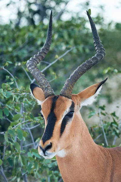 Schwarz vor Impala — Stockfoto