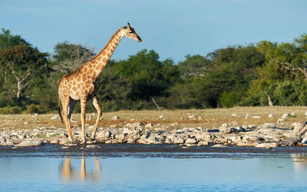 Giraff (giraffa Camelopardalis) vid ett vattenhål. — Stockfoto