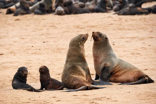 Kolonie von Robben in Namibia — Stockfoto
