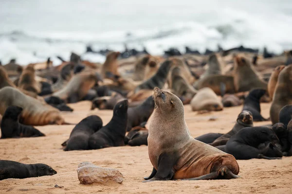 Colonia de focas de piel de cabo, Arctocephalus pusillus, en Namibia —  Fotos de Stock