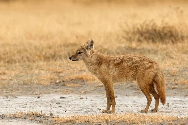 Hermoso chacal dorado o chacal común (Canis aureus ). — Foto de Stock