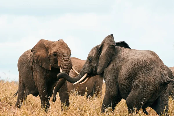 Dois elefantes lutando . — Fotografia de Stock