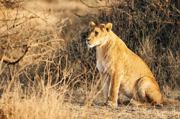 Lioness (Panthera Leo) ležící v trávě. — Stock fotografie