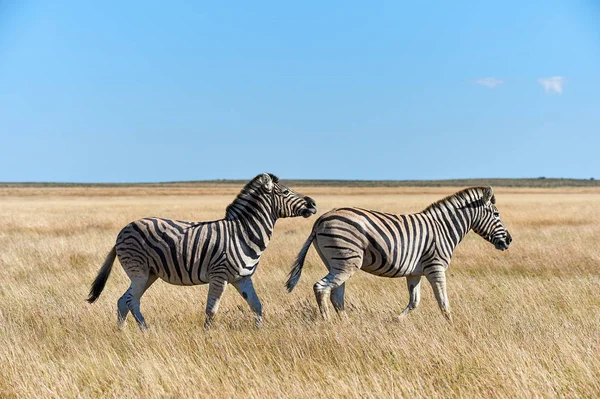 Duas zebras andando na savana . — Fotografia de Stock