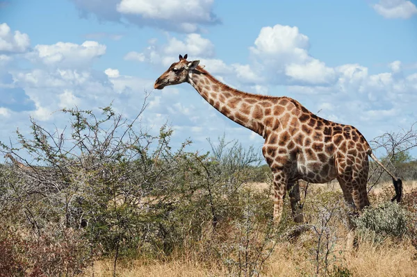 Geraffe (Giraffa camelopardalis) en la sabana africana . —  Fotos de Stock