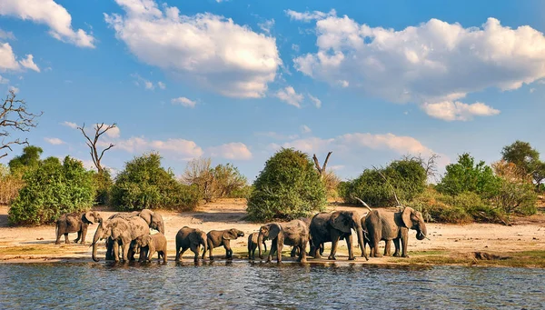 코끼리 떼 (loxodonta africana). — 스톡 사진