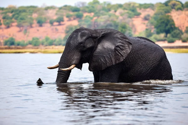 Ελέφαντας (Loxodonta africana) βόλτες στο νερό. — Φωτογραφία Αρχείου