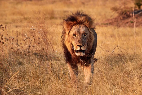 Прекрасный лев гуляет на свободе в африканской саванне . — стоковое фото