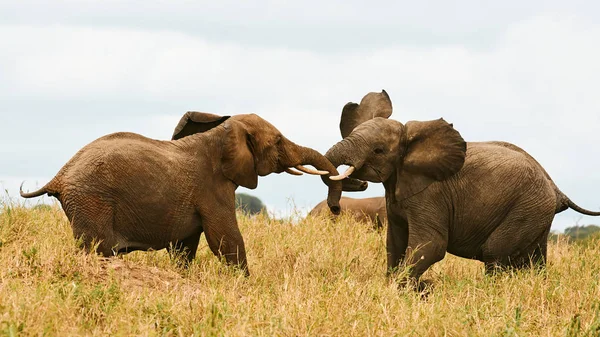 Two elephant fighting. — Stock Photo, Image