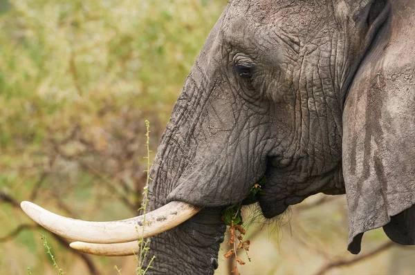 Porträtt av en afrikansk elefant (Loxodonta africana)) — Stockfoto