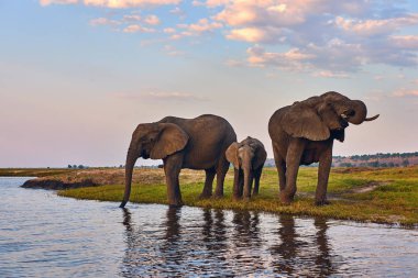 İki yetişkin filler ve küçük bir (Loxodonta Africana) içecek bir