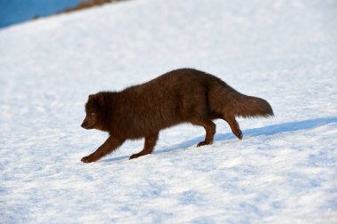 Güzel mavi kutup tilkisi (Alopex lagopus) karda.