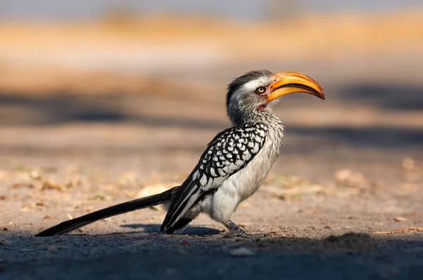 Hornbill facturado amarillo sur —  Fotos de Stock