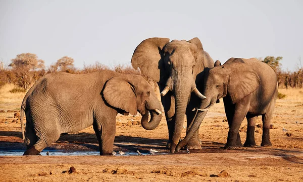 Tres elefantes beben de una piscina de agua . — Foto de Stock
