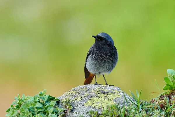 Petit oiseau sur un rocher — Photo